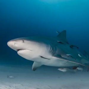 Bull Shark Dive