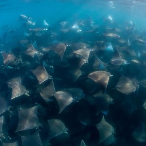 Golfo de California, BCS