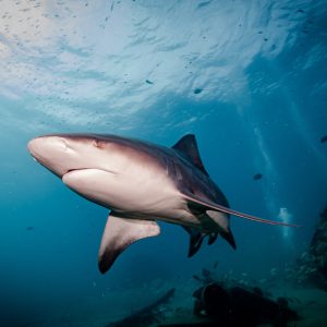 Cabo Pulmo, BCS