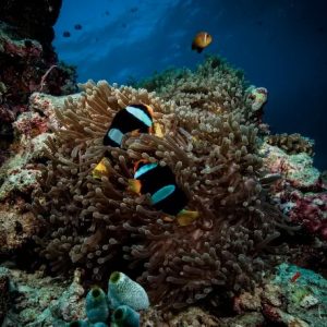 Red Sea, Egypt